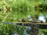 FZ008230 Marsh frogs (Pelophylax ridibundus) on plank.jpg
